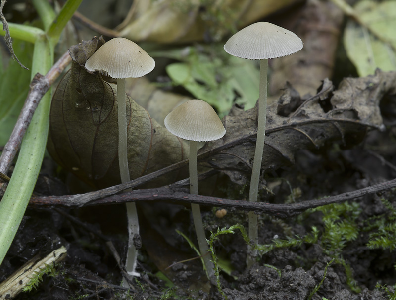 Psathyrella supernula